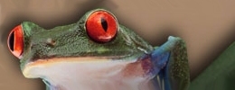 Amphibian Ark
